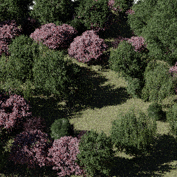 Forest AS dec A summer