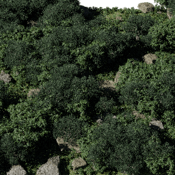 Forest AS dec D summer