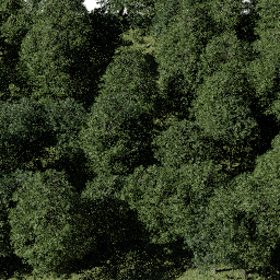 Forest EU dec B spring summer
