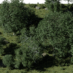 Forest EU dec glade A spring summer