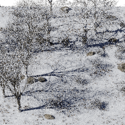 Forest EU dec glade B winter