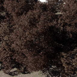 Forest NA dec A autumn