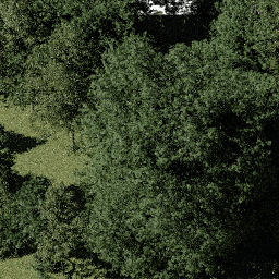 Forest NA dec A spring summer