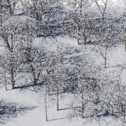 Forest NA dec A winter