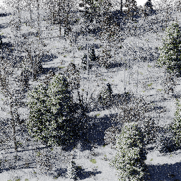 Forest NA mix A winter