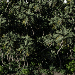 Tropical NA C spring summer autumn