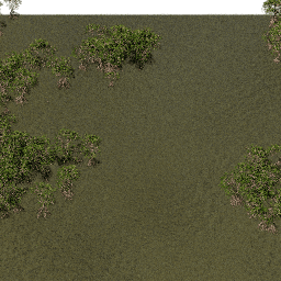 Mangroves A summer