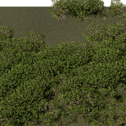 Mangroves B summer