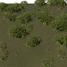 Mangroves C summer