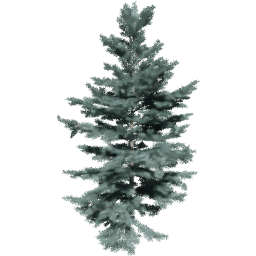 Abies concolor B spring summer autumn