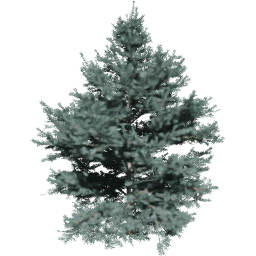 Abies concolor C spring summer autumn