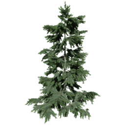 Cedrus brevifolia A spring summer autumn