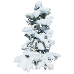 Cedrus brevifolia A winter