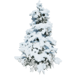 Cedrus brevifolia B winter