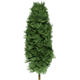 Chamaecyparis lawsoniana A spring summer autumn