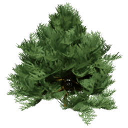Chamaecyparis lawsoniana B spring summer autumn