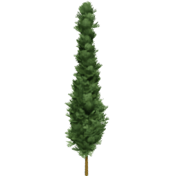 Chamaecyparis lawsoniana C spring summer autumn