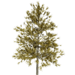 Larix decidua A autumn