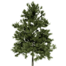 Larix decidua A spring summer