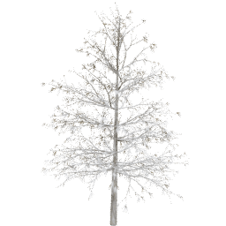 Larix decidua A winter