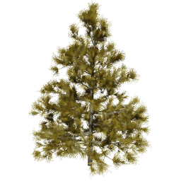Larix decidua B autumn