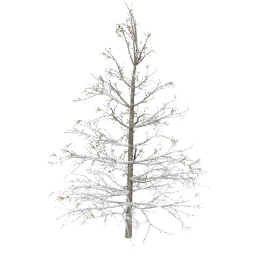 Larix decidua B winter