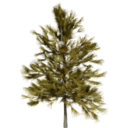 Larix decidua C autumn