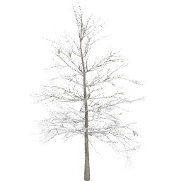 Larix decidua C winter