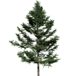 Larix kaempferi A spring summer autumn