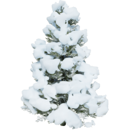 Picea abies A winter