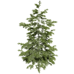 Picea abies B spring summer autumn