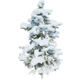 Picea abies B winter