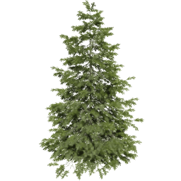 Picea abies C spring summer autumn