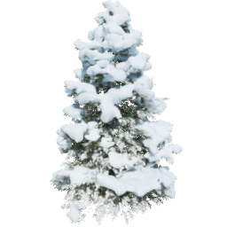 Picea abies C winter