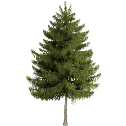 Picea obovata A spring