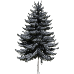 Picea obovata A winter