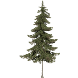Picea obovata B autumn