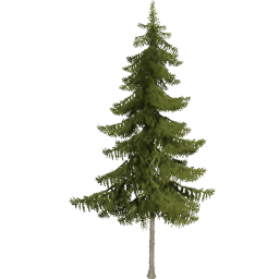 Picea obovata B spring