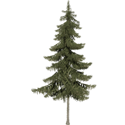 Picea obovata B summer
