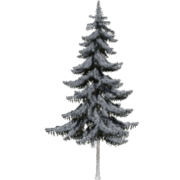 Picea obovata B winter