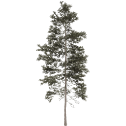 Pinus jeffreyi A spring summer autumn