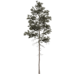 Pinus jeffreyi B spring summer autumn