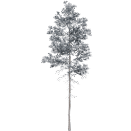 Pinus jeffreyi B winter