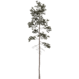 Pinus jeffreyi C spring summer autumn