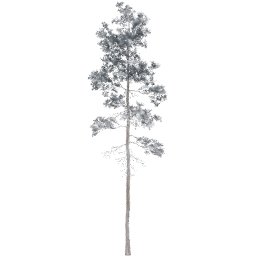 Pinus jeffreyi C winter