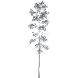 Pinus jeffreyi D winter