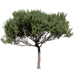 Pinus pinaster A spring summer autumn