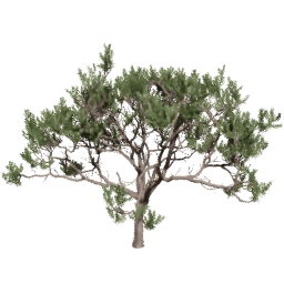 Pinus pinaster C spring summer autumn