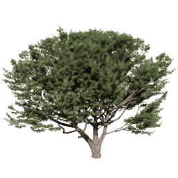 Pinus pinaster E spring summer autumn