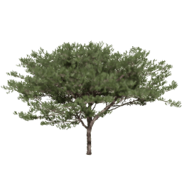 Pinus pinaster F spring summer autumn